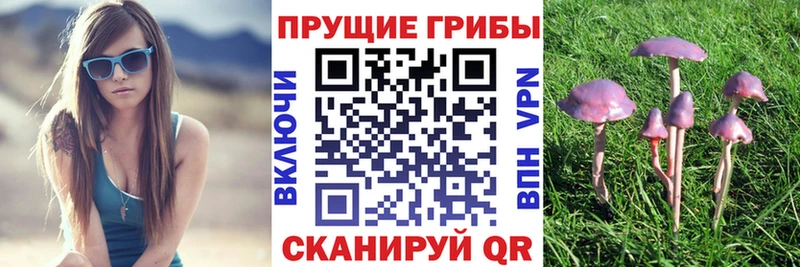 Псилоцибиновые грибы прущие грибы  как найти   Тихорецк 